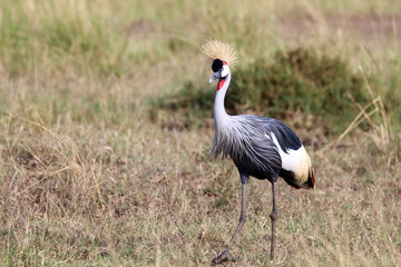 grey crowned crane in Masai Mara
