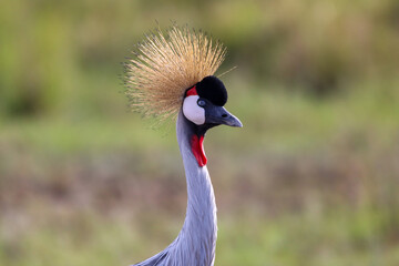 Portrait of a grey crowned crane in Masai Mara national park