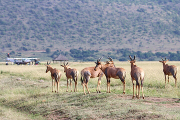 Herd of topi antelopes near an airfield in Masai Mara, Kenya 