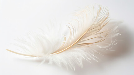 Obraz premium Beautiful fluffy white feather, abstract feather on white background. High resolution. 