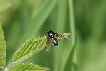 Cheilosia variabilis, a species of hoverfly