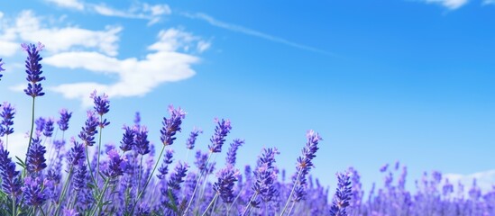Lavender flowers showcased in a panoramic view under a vibrant blue sky offering a designated area for text or logo placement. Copyspace image