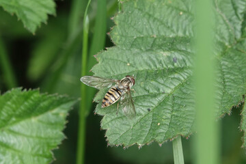 Marmalade Hoverfly (Episyrphus balteatus)