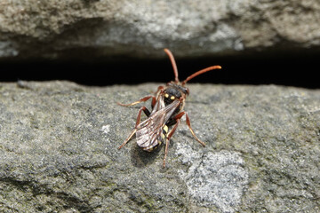 A nomad bee (Nomada) on a wall