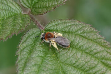 Early Mining Bee (Andrena haemorrhoa)