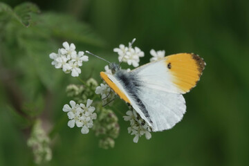 Orange-Tip butterfy (Anthocharis cardamines)