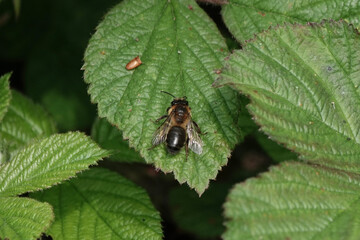 A Mining Bee (Andrena) on a leaf