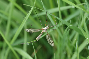 Black-striped Cranefly (Tipula vernalis)