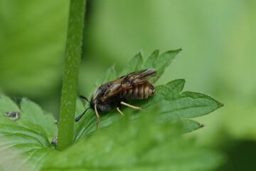 Honeysuckle Sawfly (Abia lonicerae agg.)