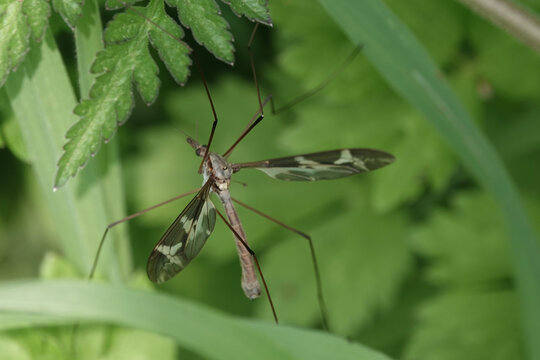 A Giant Cranefly (Tipula maxima)