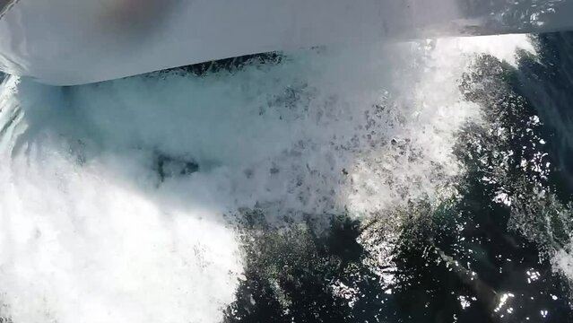 Dolphins swimming