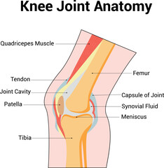 Knee Joint Anatomy Science Diagram vector illustration