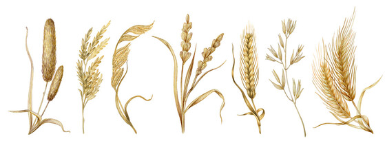 Set of illustrations with golden cereals. Collection of hand drawn plants isolated on white background. Delicate, tender design elements. 