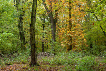 autumn time, colorful trees, autumn forest