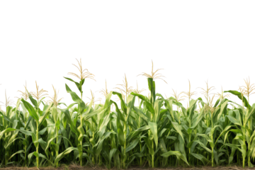 A large field of corn growing tall and green under the bright sun.