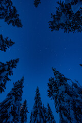 The tops of the trees looking into the starry sky at night, where the stars and the Big Dipper are...
