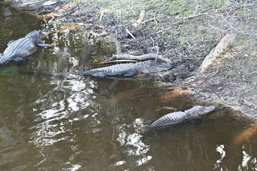 alligators in the summer heat on the muddy banks of the Myakka River, State Park, Florida