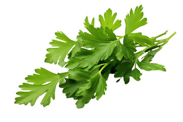 parsley isolated on white background