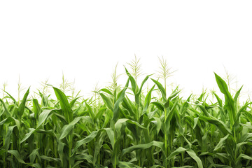 Green corn field isolated on transparent background.