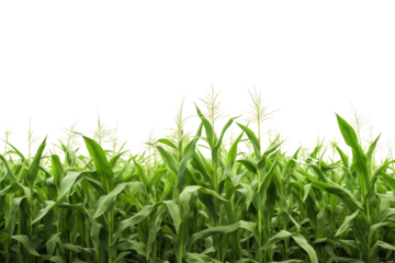 Green corn field isolated on transparent background.