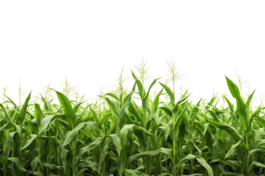 Green corn field isolated on transparent background.