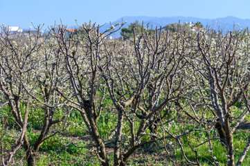Early blossomed wild plum tree with white flowers and green leaves. 1