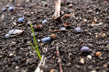 juniper berries on the forest floor
