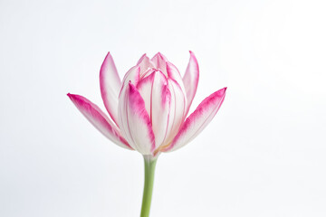 Blooming Pink and White Tulip