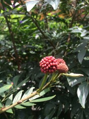 Calliandra haematocephala or titmouse, is a small tropical tree with beautiful red or white inflorescences. It belongs to the Fabaceae family. Acorn, titmouse or pompom.