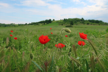 Field of poppies and sky