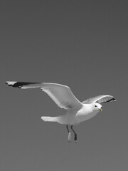 seagull in flight