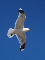 flying birds