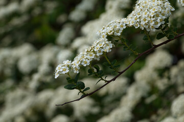 Bridalwreath spirea, arguta flowers