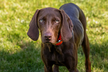 portrait of a dog