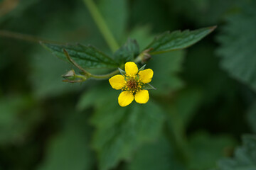 Large-leaved avens flower