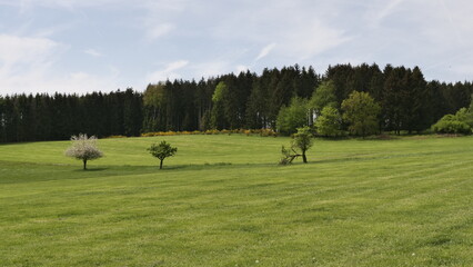 Bäume am  Waldrand