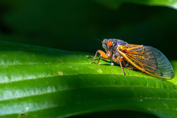 Cicada 