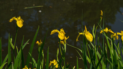 Yellow iris flower wallpaper