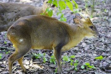 Reeves's muntjac (Muntiacus reevesi), also known as the Chinese muntjac, is a species of muntjac found widely in south-eastern China (from Gansu to Yunnan) and Taiwan. Walsrode Bird Park, Germany. 