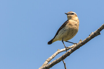 Ein Steinschm&auml;tzer auf seiner Sitzwarte