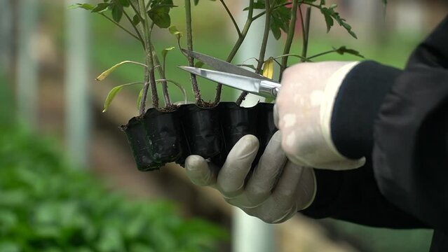 rimming fresh green leaves of young seedlings with scissors