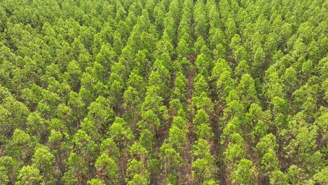 From above, the eucalyptus forest unveils a lush expanse, trees standing shoulder to shoulder, their vibrant green canopies painting a picture of prolific growth and timber abundance.
