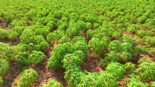 Amidst neat rows, vibrant cassava plants stretch, their broad leaves forming a lush canopy. This organized plantation showcases cassava's vital role as a staple food crop worldwide.
