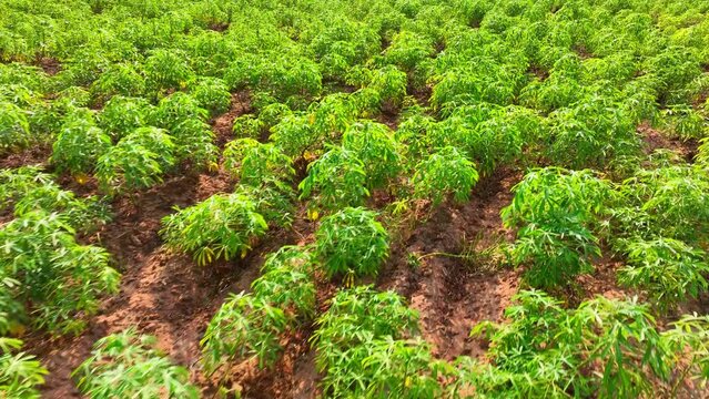 A vast expanse of cassava plants flourishes in the field, their verdant leaves unfurling proudly, embodying the essential role they play in the production of starch.
