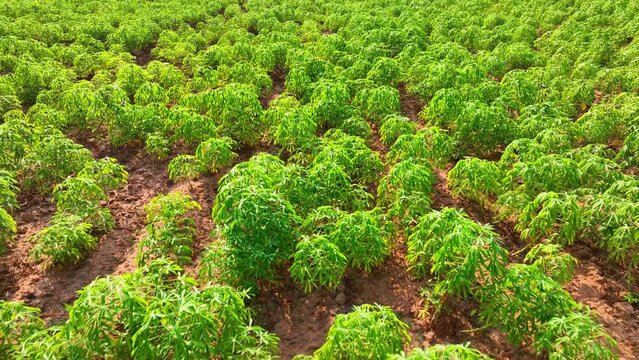 From above, the expanse of a thriving cassava plantation paints a vivid tableau of emerald hues, highlighting the significance of this staple crop in tropical agriculture and starch production
