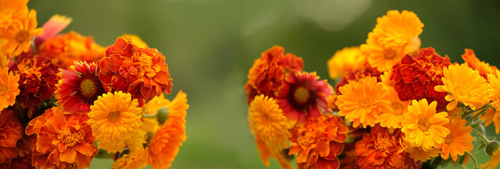 summer floral background. bright flowers in orange-red and yellow colors close up. flowers of...