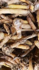 Close up pile of tasty fresh finger root sold at the market as a background.