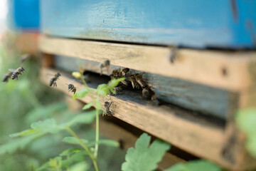 Pszczoły przynoszące pyłek do ula.