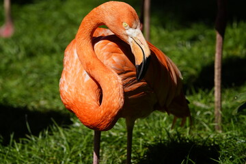 The American flamingo (Phoenicopterus ruber) is a large species of flamingo native to the West...