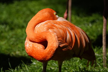 The American flamingo (Phoenicopterus ruber) is a large species of flamingo native to the West Indies, northern South America (including the Galápagos Islands) and the Yucatan Peninsula. Germany.
